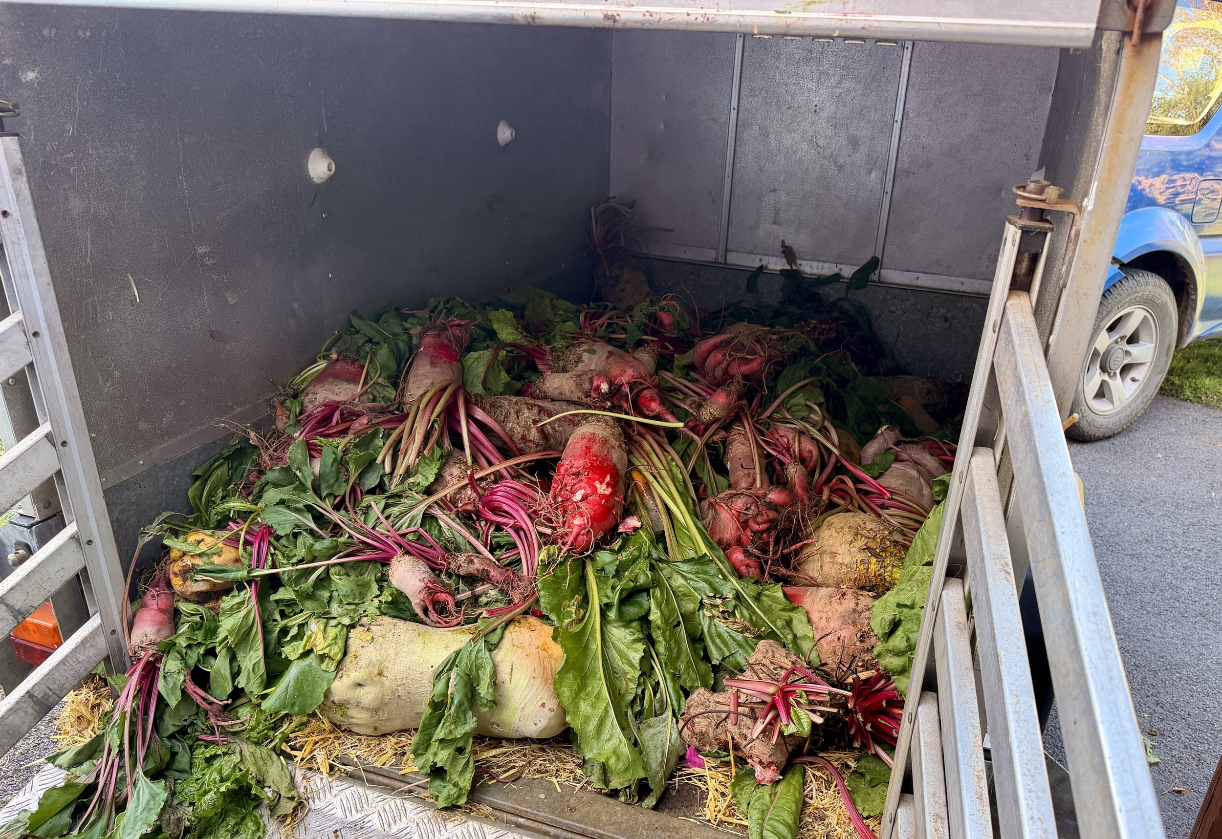 Mangelwurzels in trailer after The Great Polden Hills Mangelwurzels day 2026 to be used as cattle fodder