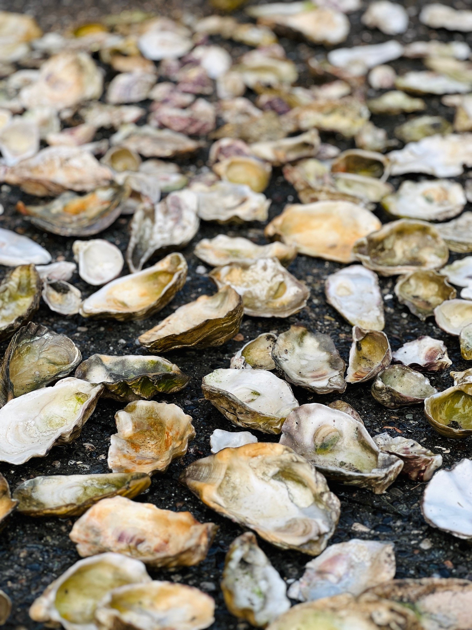 Oysters_washed on sidewalk.jpeg