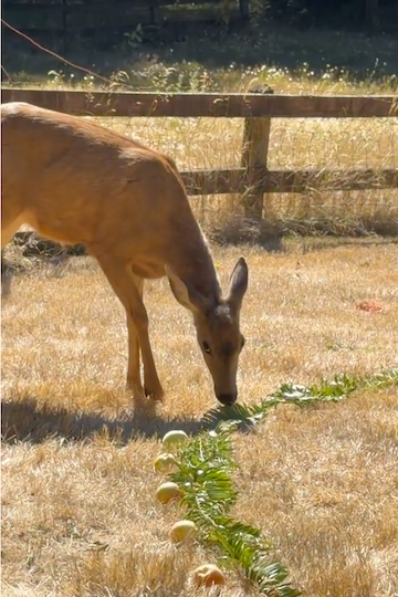 WbyW labyr_Deer Eating Apples copy.png