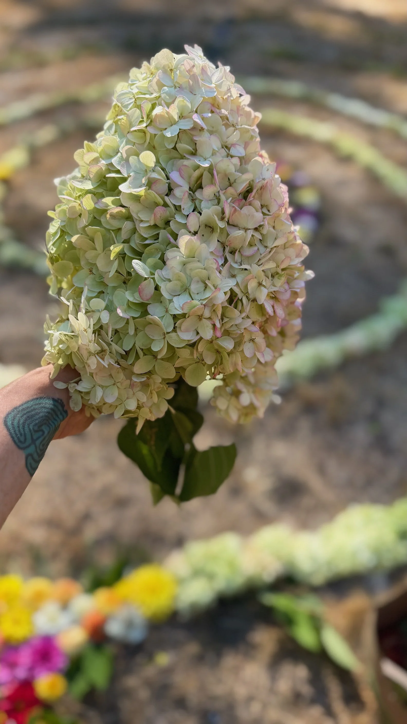 WbyW labyr_lg Hydrangea copy.jpeg
