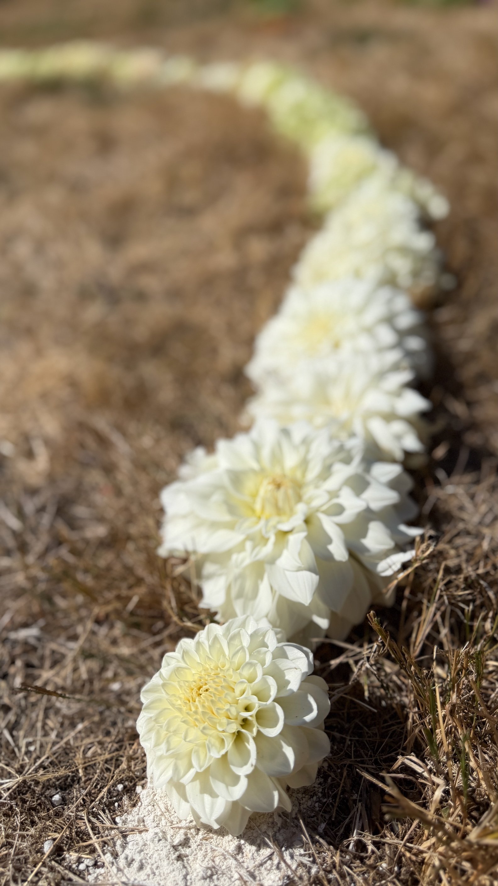 WbyW labyr_White Dahlias copy.jpeg