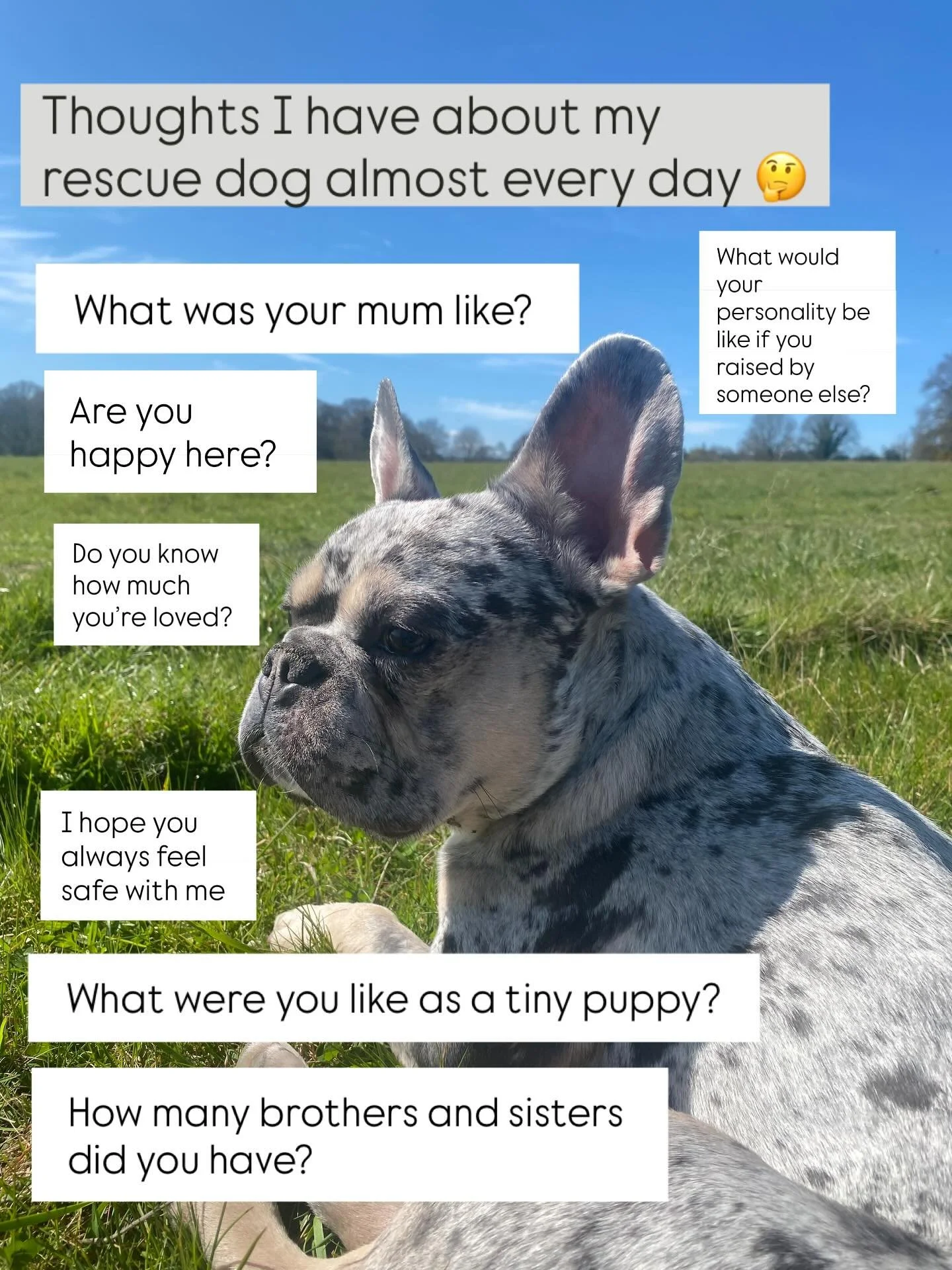 Like any self-respecting dog dad, I have about 3 million thoughts a day just about my dog! And because he&rsquo;s a rescue, I&rsquo;m so curious about what he was like as a young pup! 

#dogdadlife #frenchiedad 

French bulldog pictures &bull; rescue