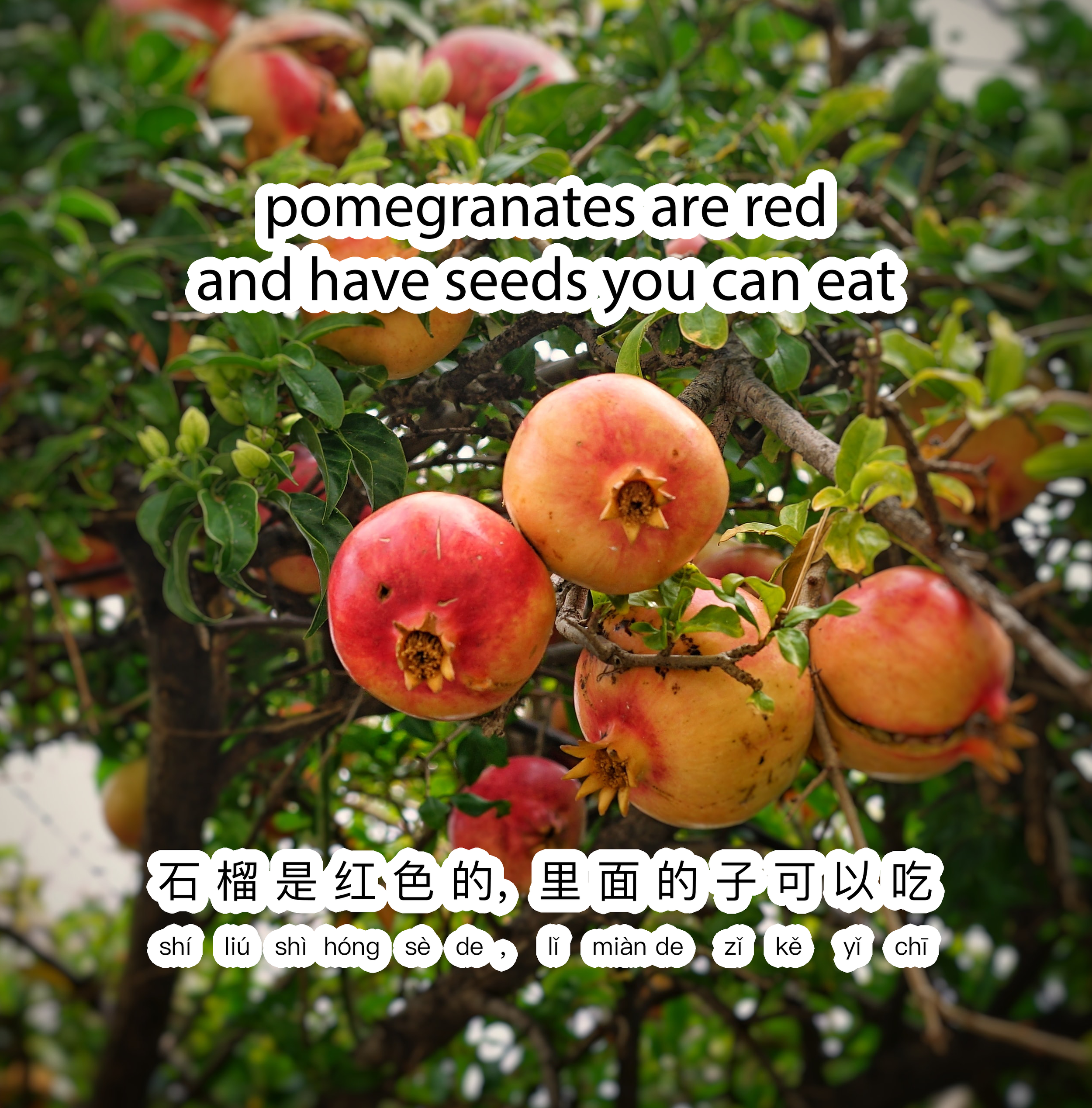 pomegranate 2 chinese simplified.png