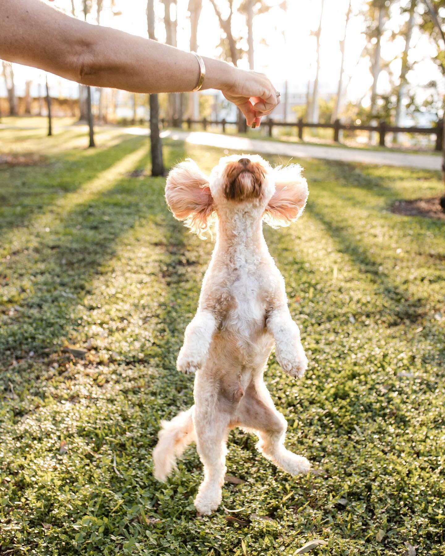 This is Loui.
I hope wherever he is, he&rsquo;s having a really great day 😍

This is from my pet shoot day a couple of weeks ago.
Who thinks I should do another one in May?

#brisbanepetphotographer #dogsofbrisbane #brisbanedogphotographer