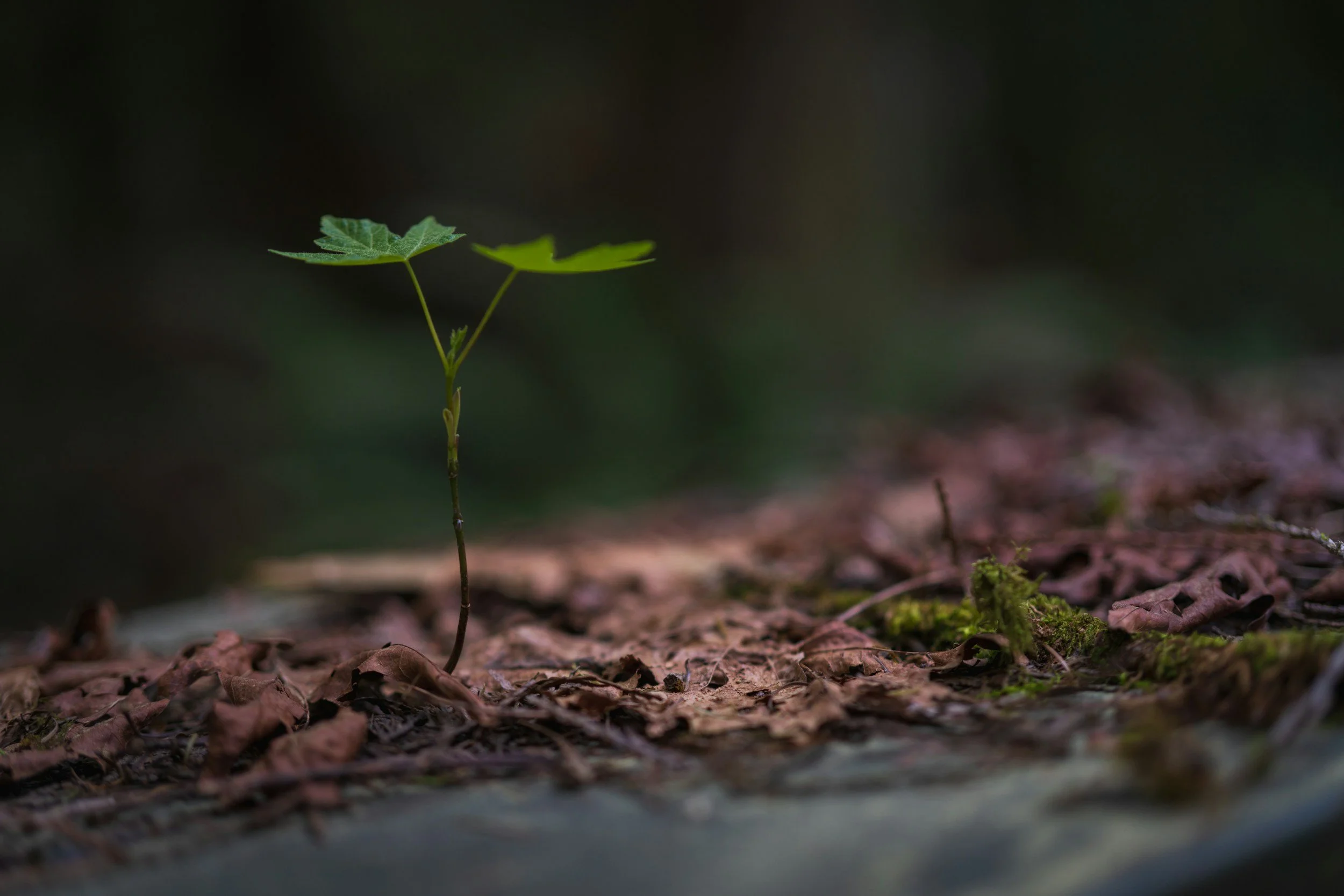 A young green plant with three leaves growing from the ground among fallen brown leaves and moss in a natural outdoor setting.