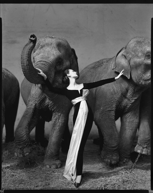 Dovima with elephants, evening dress by Dior, Cirque d'Hiver, Paris, August 1955