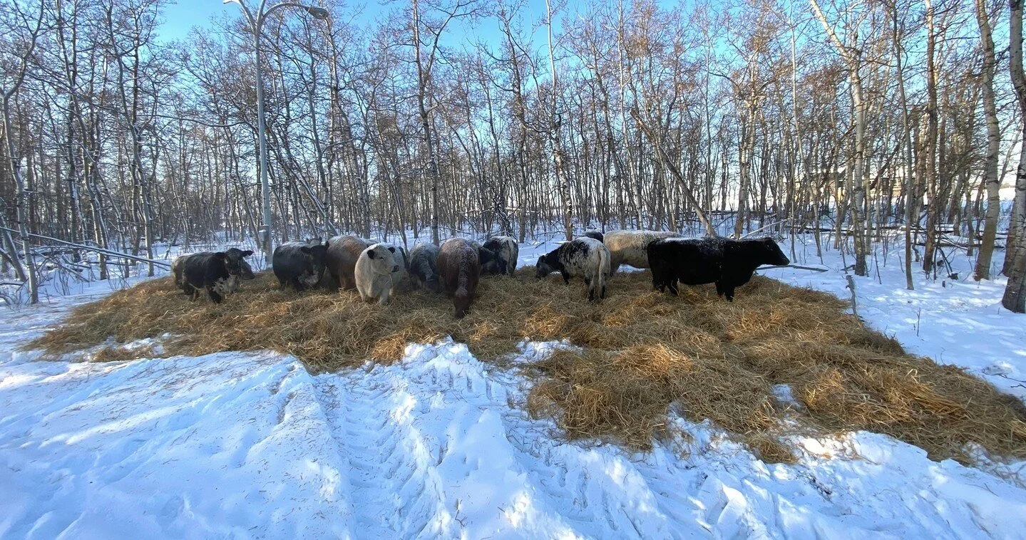The girls getting some fresh straw.⁠
⁠
#cow #beef #farmlife #cows #alberta #albertafarm #canadianfarmers #raisinglivestock #prairielife #yeg #yeglocal #shoplocal #canada #agriculture #countrylife #farming #farmtotable #farm #farmer