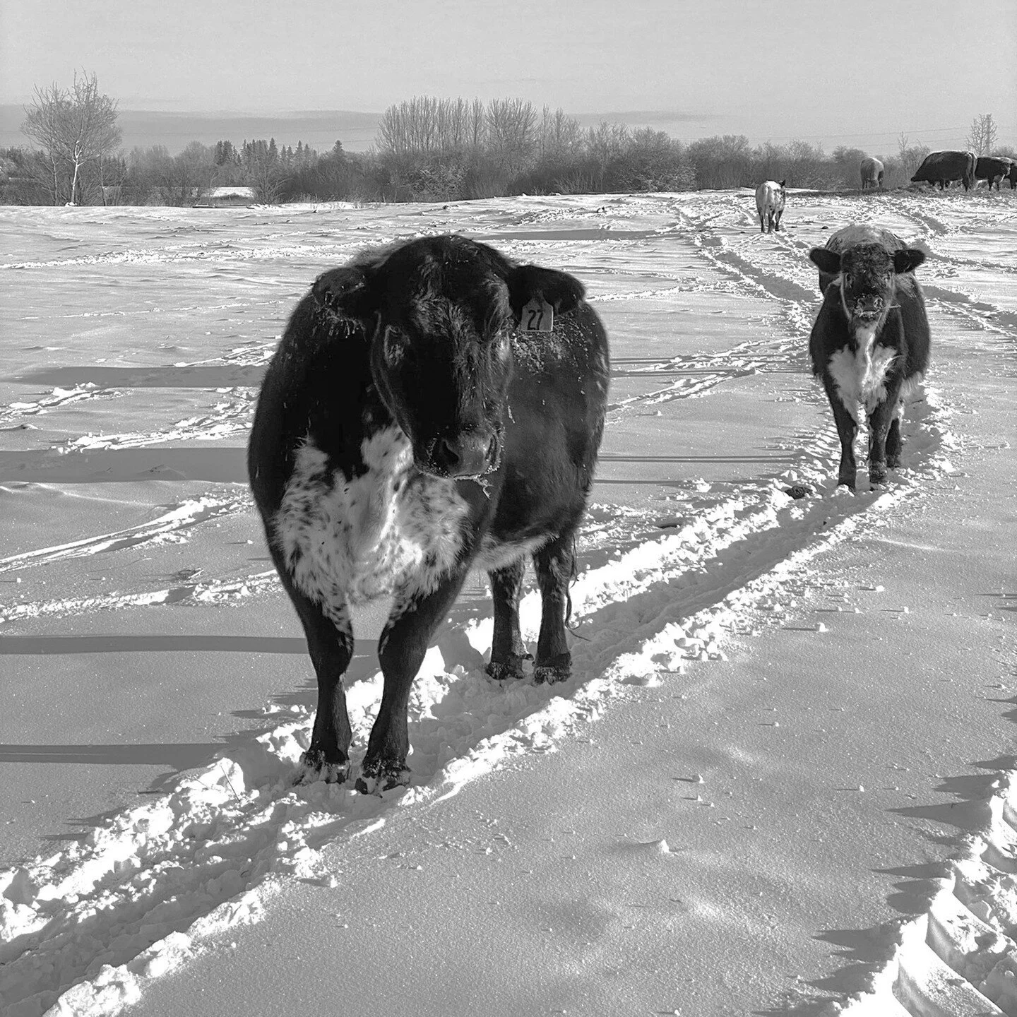 Always walking in a straight line. ⁠
⁠
#farm #farmlife #farming #farmer #agriculture #countrylife #trekking #farmtotable #countryliving #outside #specklepark #cattle #cowfarm