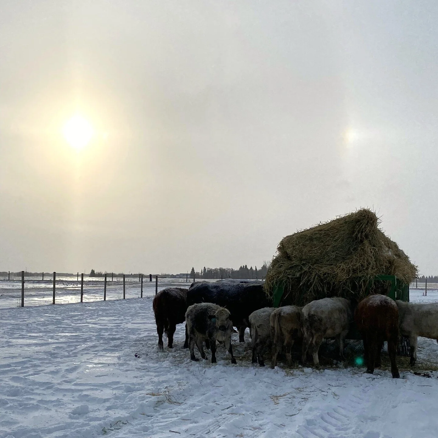 Morning feeding to make these bulls &amp; steers happy. ⁠
⁠
#specklepark #goodmorning #happiness #sunrise #speckleparkcattle #breakfast #farm #farmlife #countrylife#countryliving