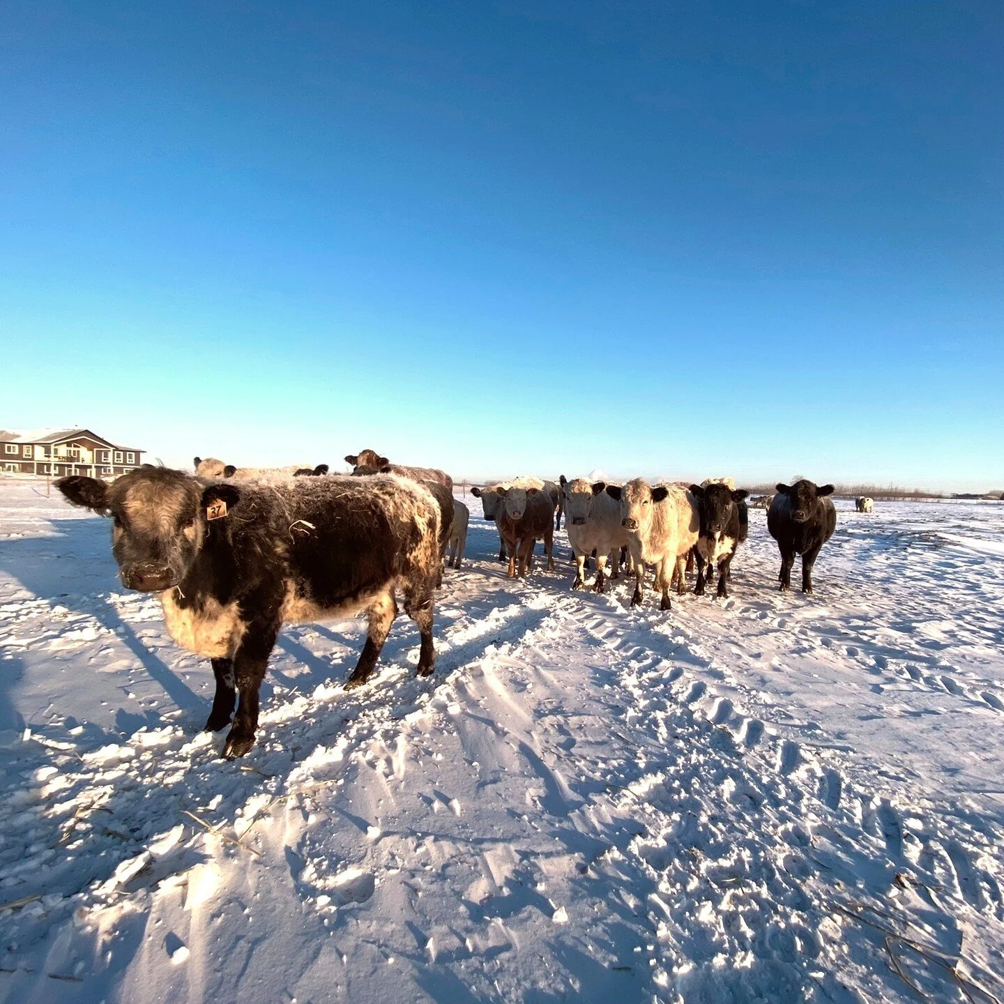 Loving watching our herd grow and looking forward to calving season coming up. ⁠
⁠
#specklepark #growth #speckleparkcattle #cows #farmlife #farm #farming #farmer #agriculture #countrylife #agriculturelife
