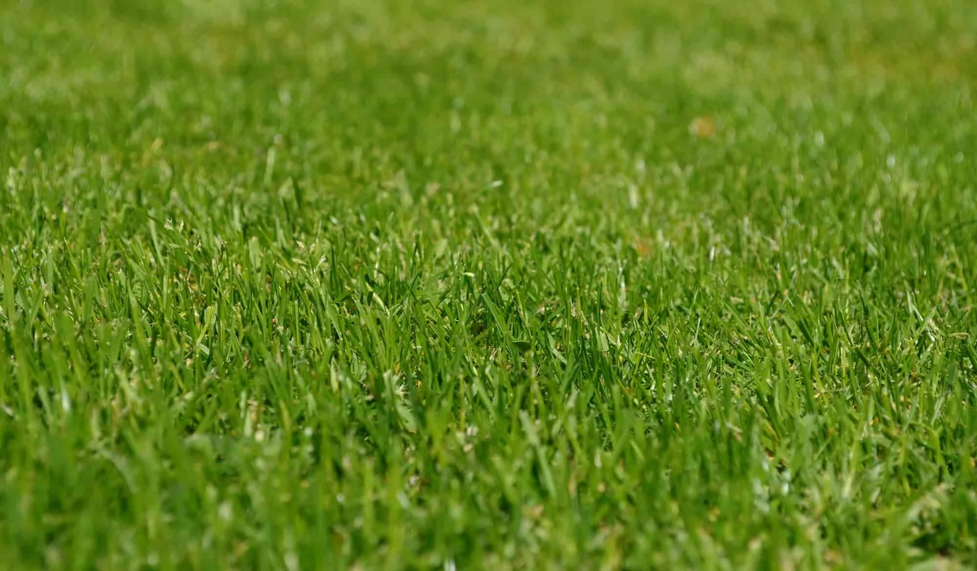 Close-up of a lush, green grassy field.