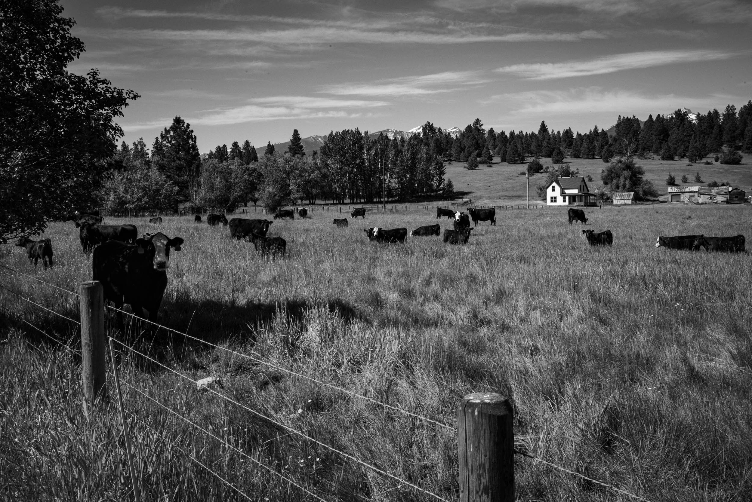 Montana, 2026