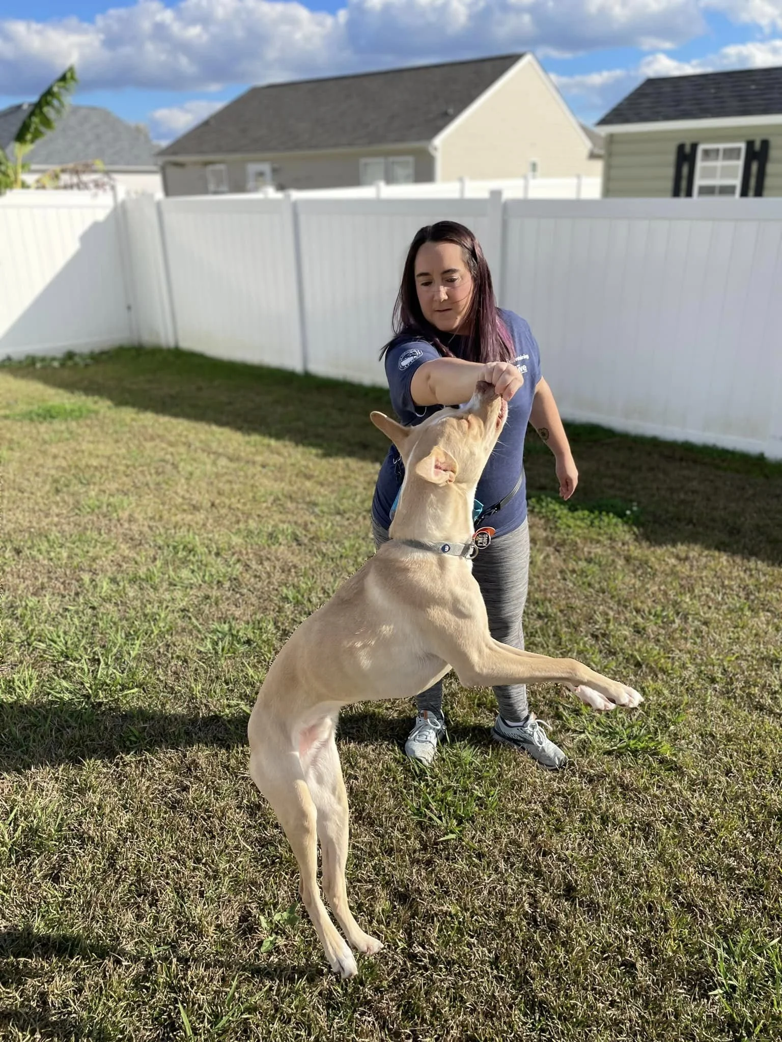 Myth Monday: An aggressive dog requires aggressive training! 