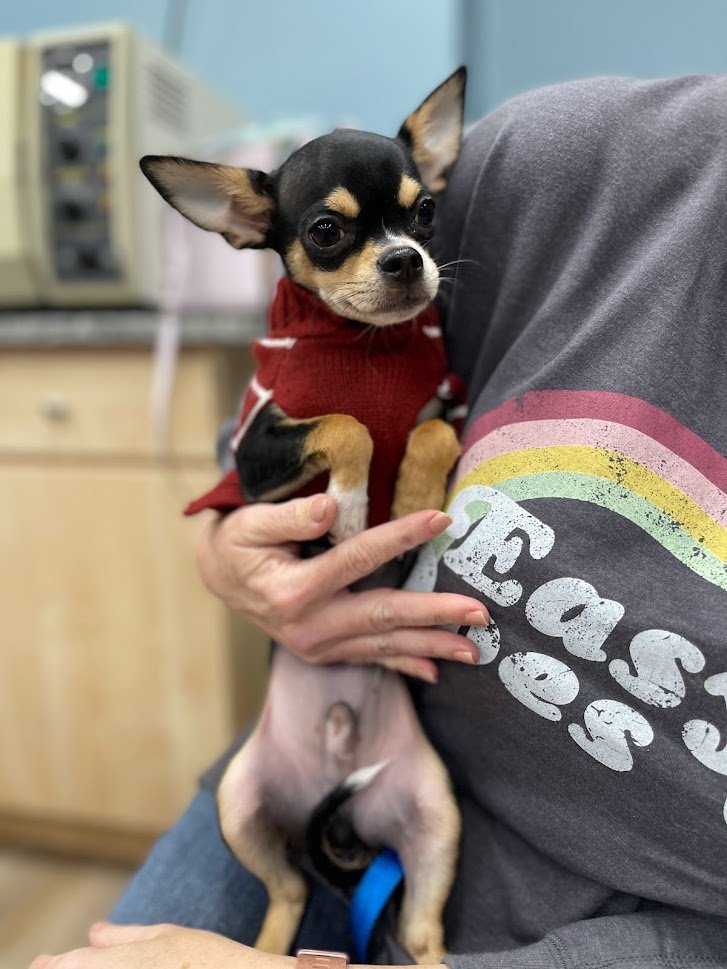 Bandit in Puppy Kindergarten!