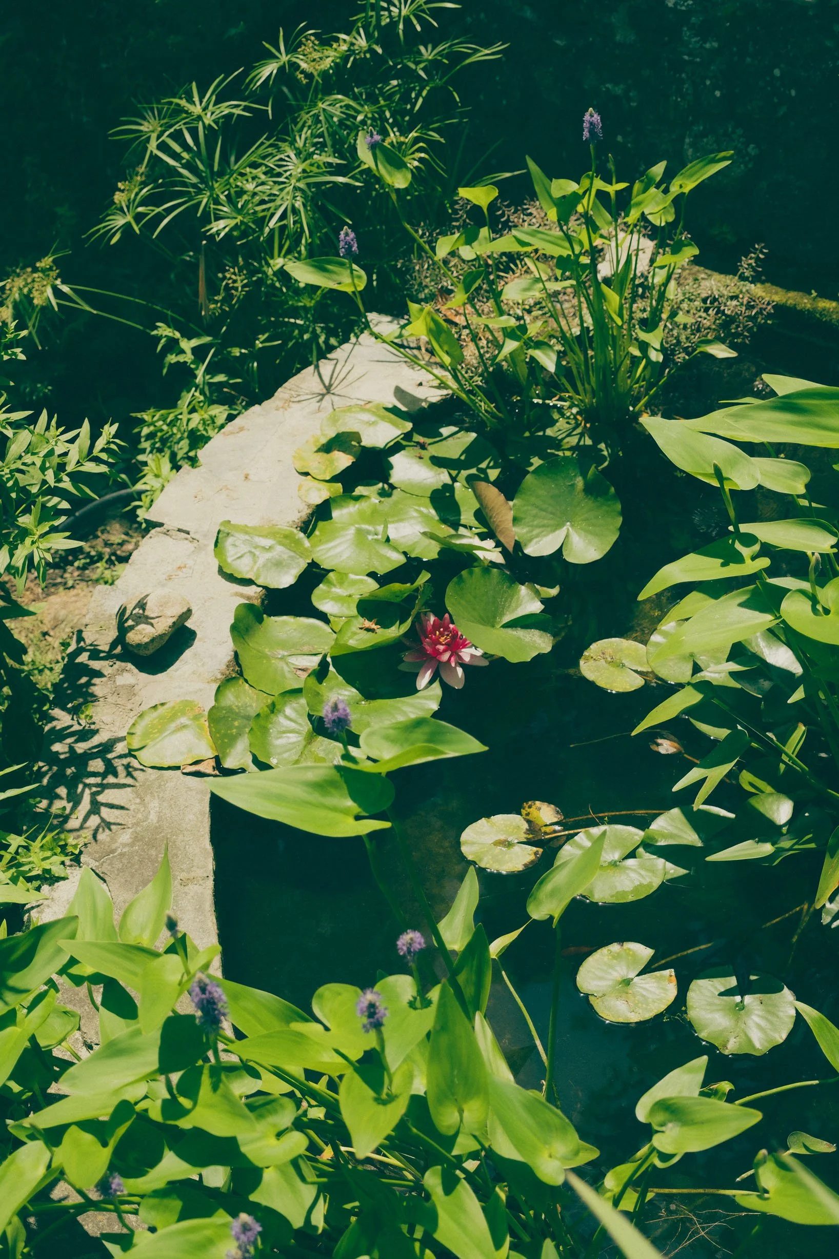 X-T20_DSCF2475-Serpentin Garden-Zoe-Andreas.jpg