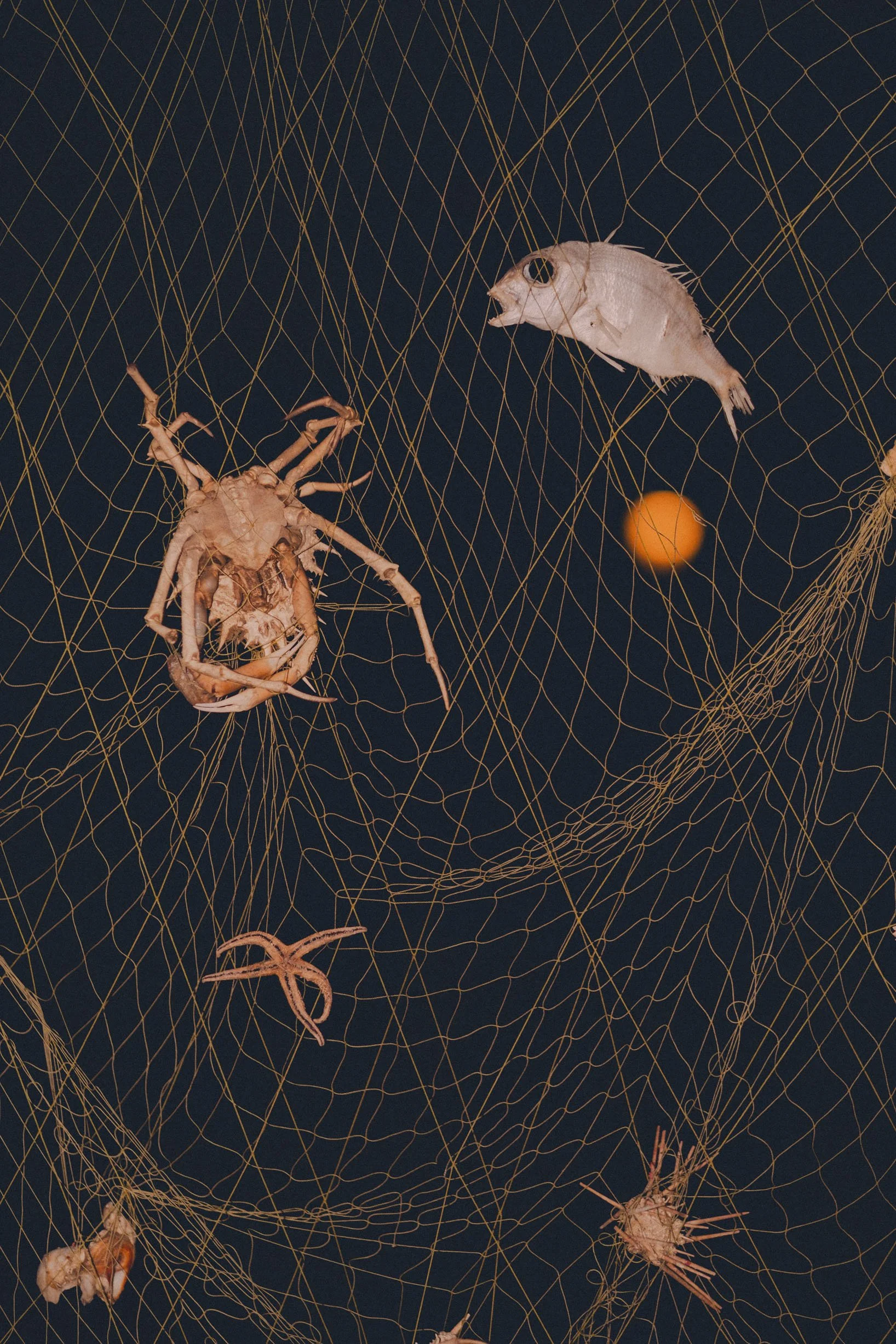 DSCF6629 2.jpg