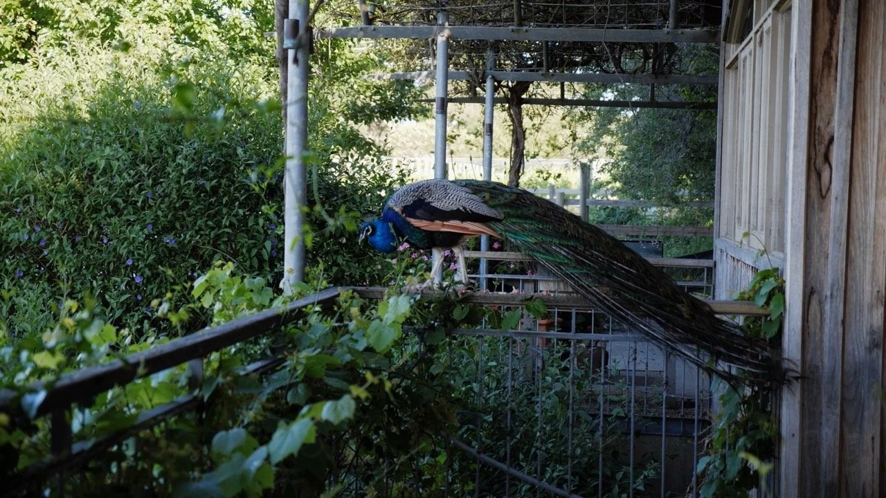 Nicholas-Pollock-PSMF2022_Film Still-Agatha-Yim-1.1.1 Large.jpeg