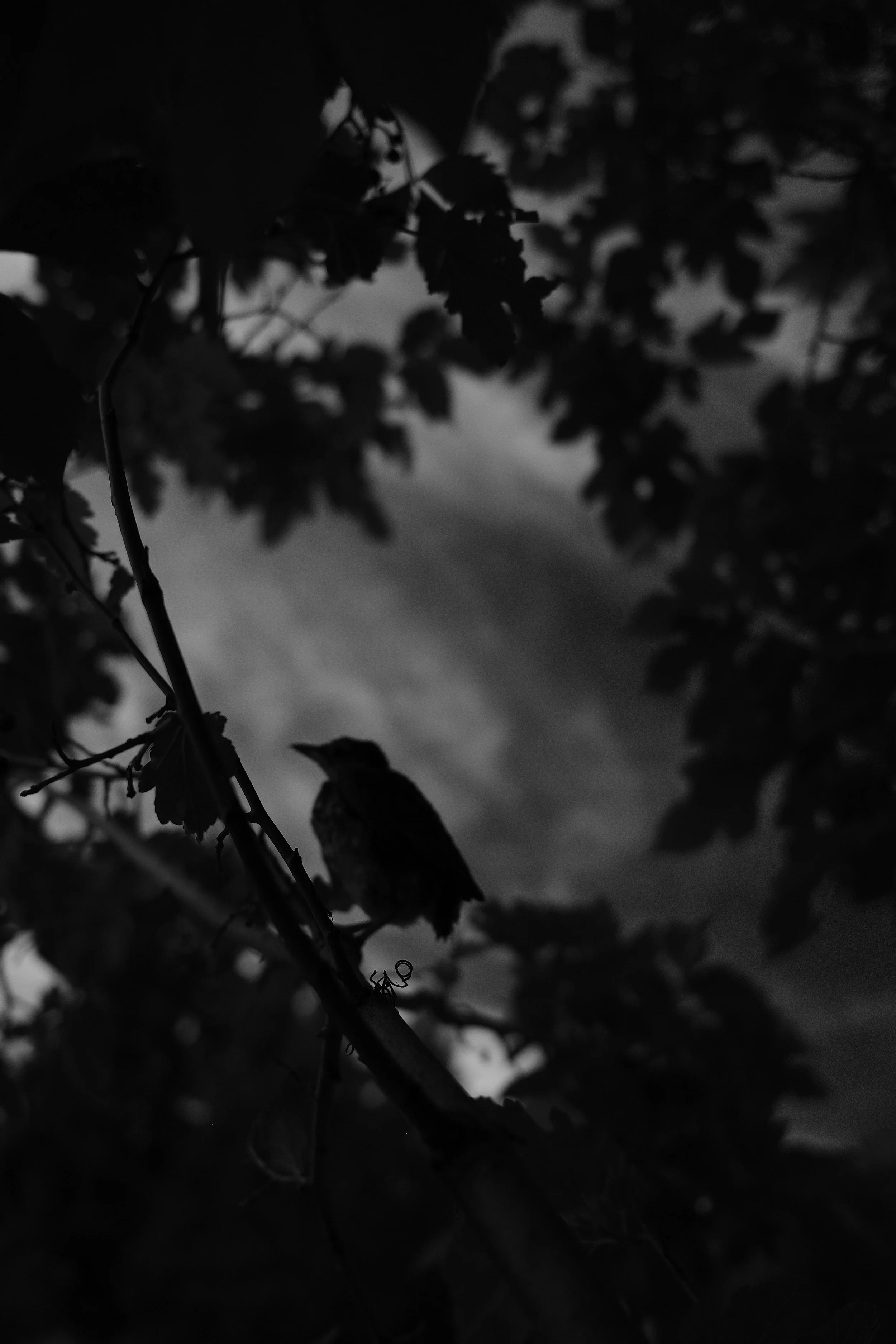 Last Star, First Bird Awake to Transitions