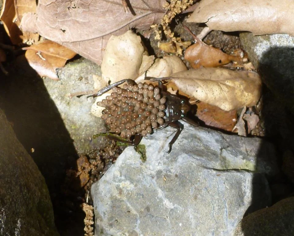 Get to Know a Species: Belostomatidaes aka Waterbugs