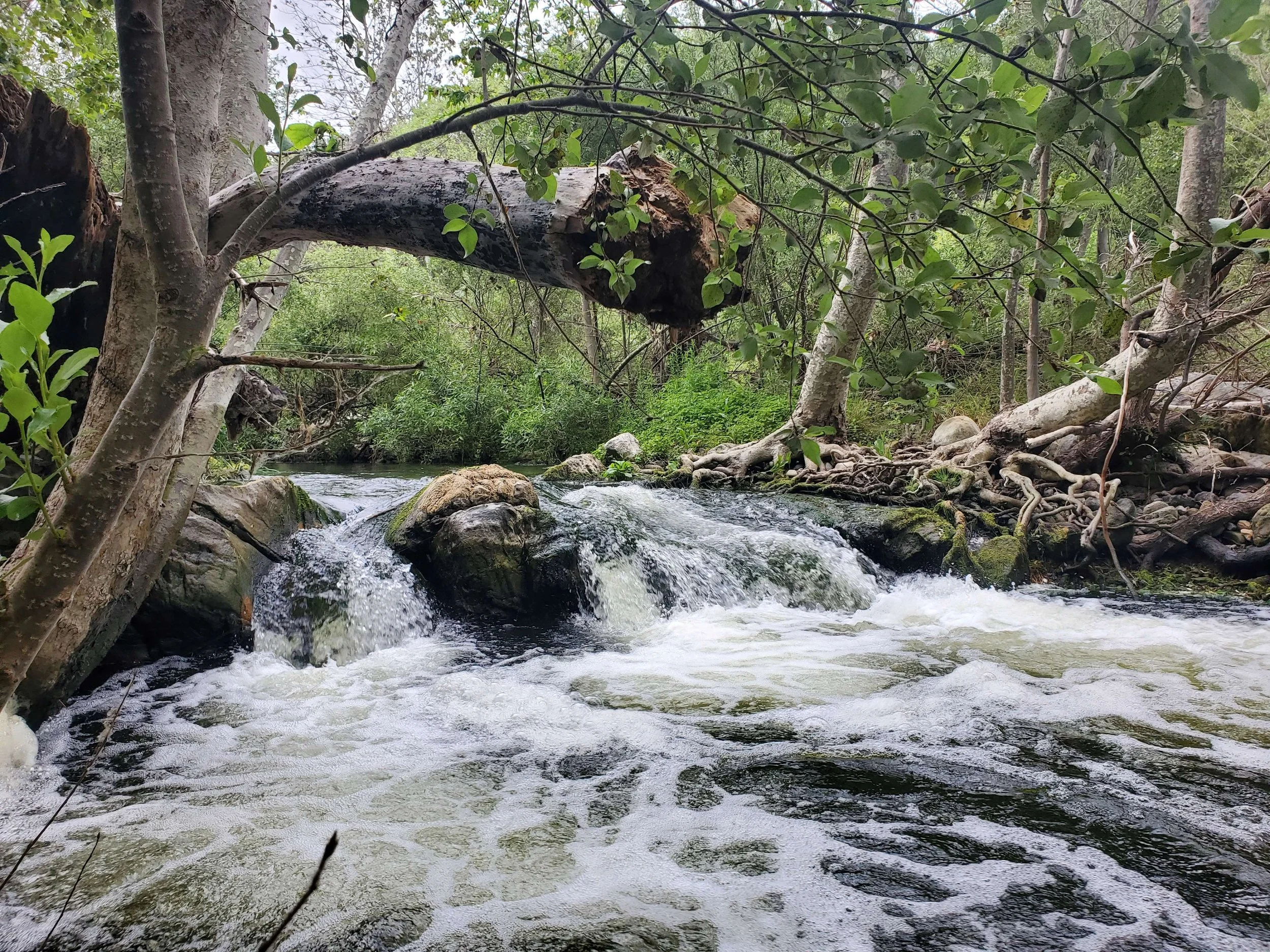 Restoring Nature’s Flow