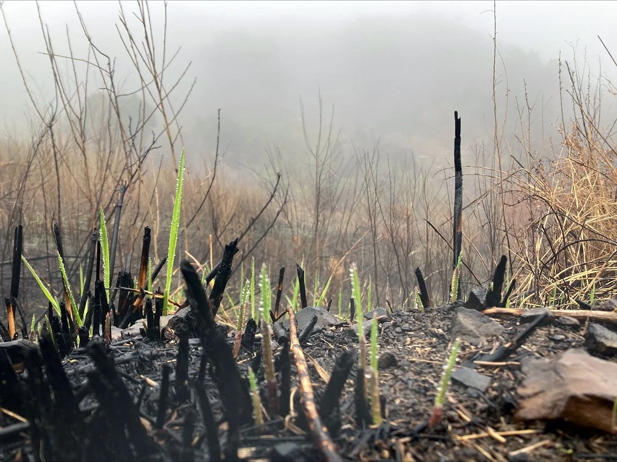Giant wild rye returning from the Franklin Fire. Photo credit: Cody Hoffman