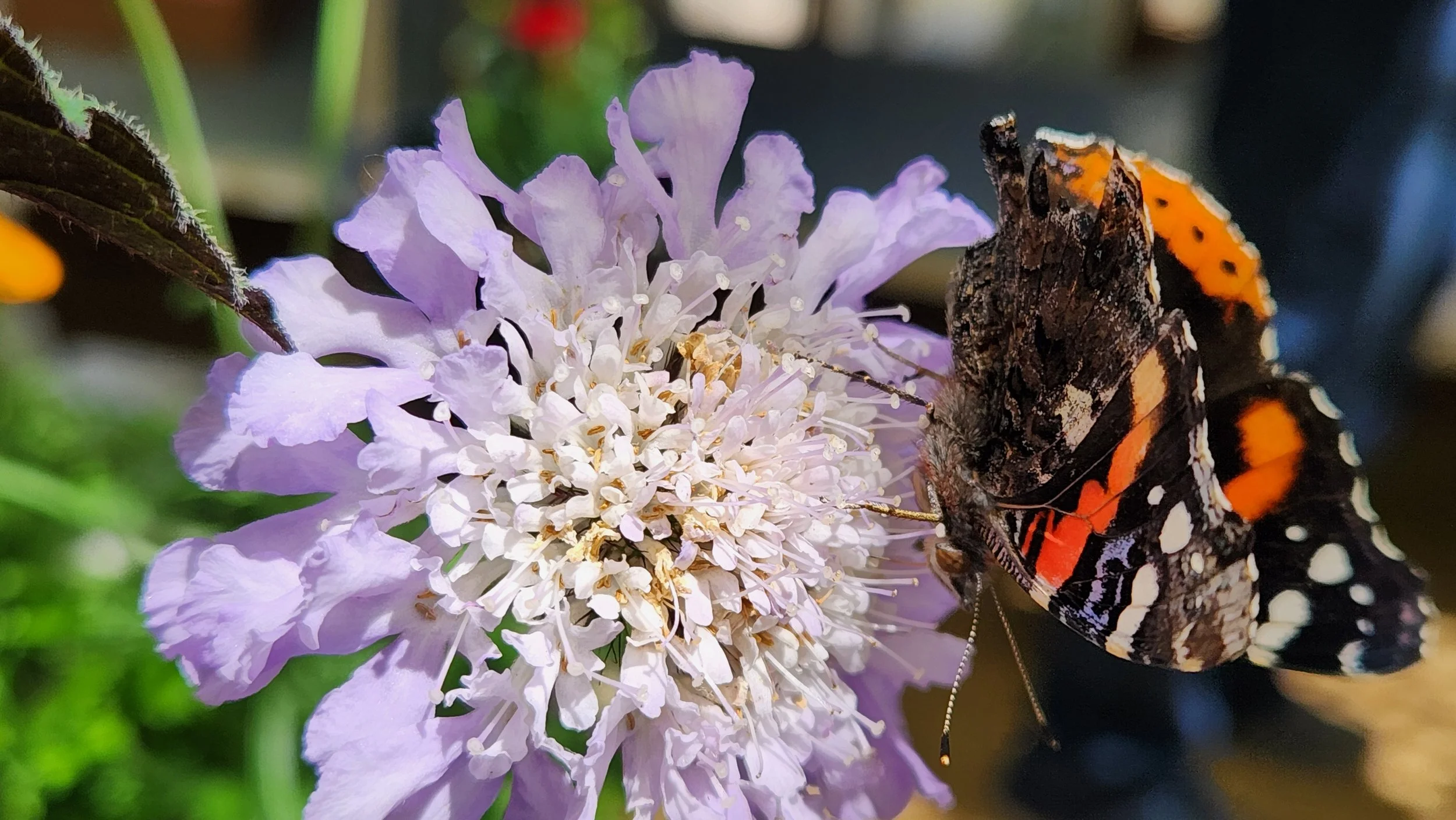 Malibu Creek Docent Walk  