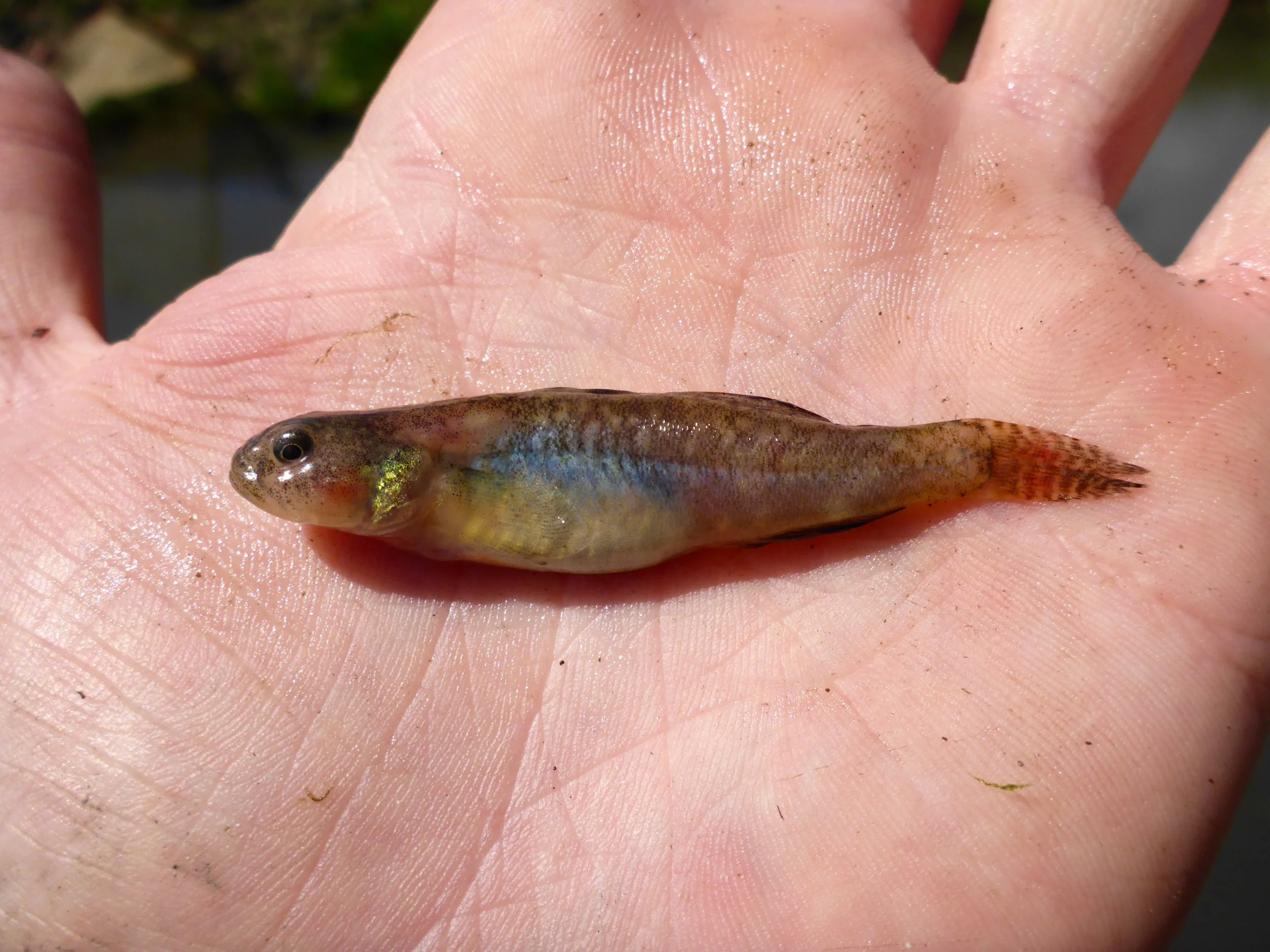 Small Fish, Big Impact: Meet the Tidewater Goby