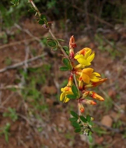 Malibu Creek Docent Walk 