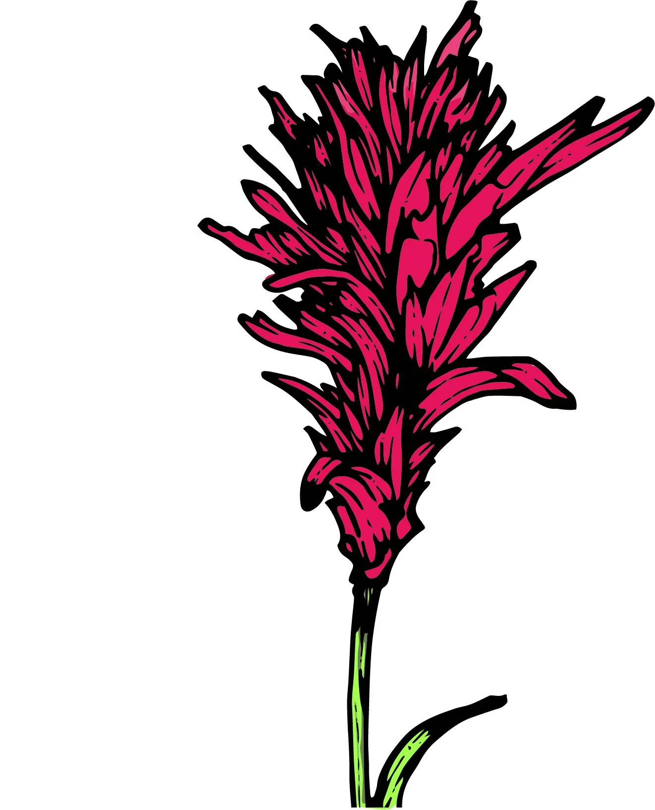 Indian Paintbrush Color.jpg