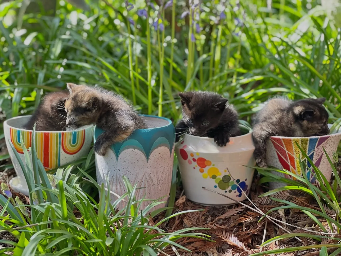 🐣 Hoppy Easter! 🐣 
Who needs hidden Easter Eggs and bouncy bunnies when you have pretty pots full of playful kittens? Trying to capture the perfect shot with 4 week old kittens on the move is near impossible. I thought you would love to have a gigg
