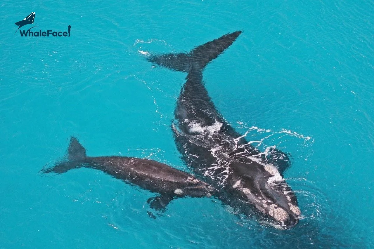 What's in a Face (WhaleFace) 