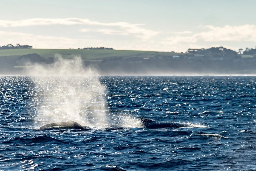 Whales of Victoria