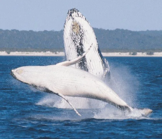 Welcome to the Humpback Whale Migration 