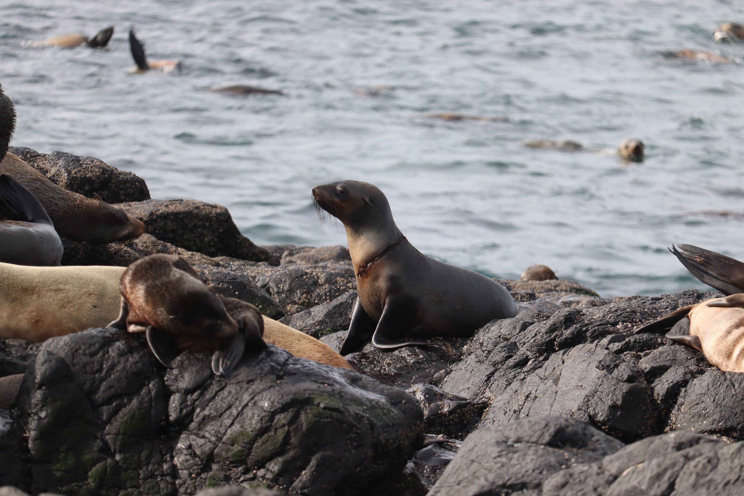 Sound and fur(r)y: Assessing the impacts of disturbance and entanglement on Australian fur seals to manage an uncertain future