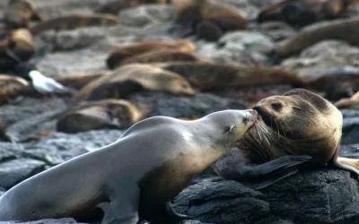 High-Tech Help for Australian Fur Seals: Disentangling Marine Pollution