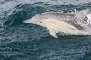 Discover the Dolphins and Whales of Millowl | Phillip Island