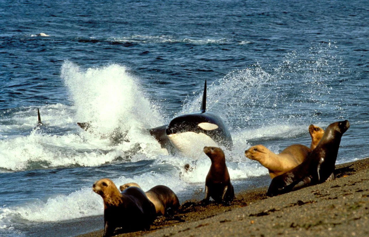 SPECIAL EVENT - Killer Whales: The Wolves of the Sea