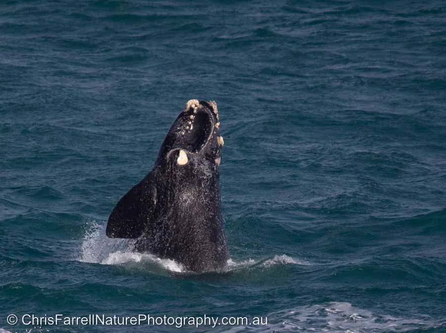 The Right Way to help the Right Whale