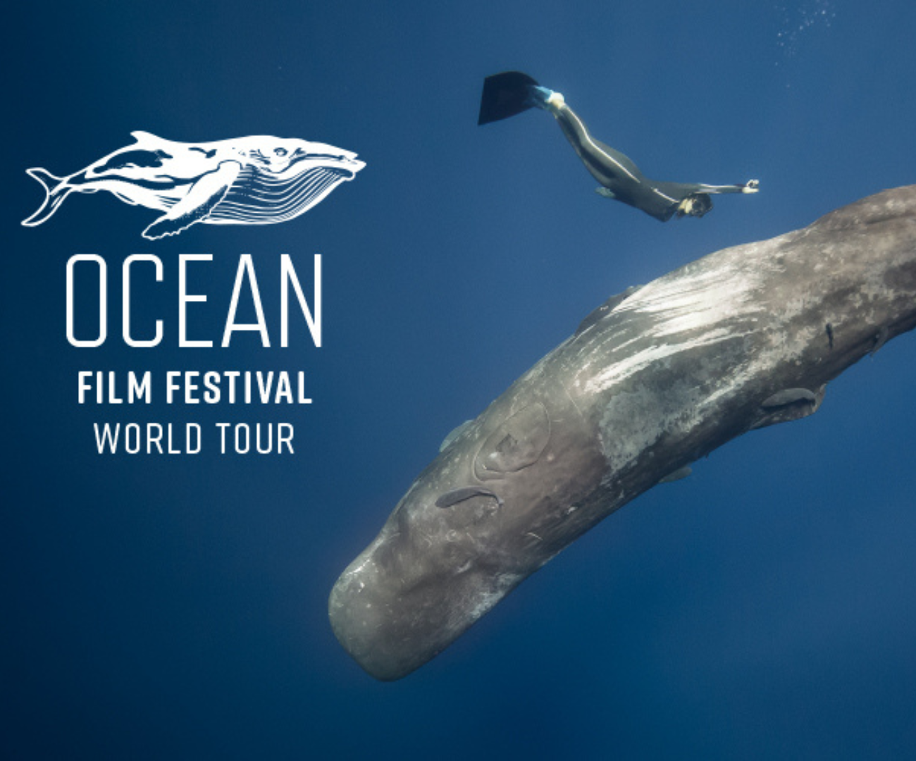 Events & Activities — Island Whale Festival Phillip Island