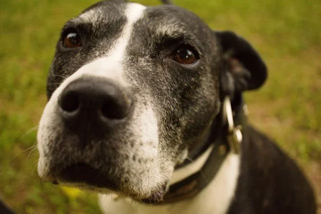 Flying with a Pet: Everything You Need to Do Before Taking Off