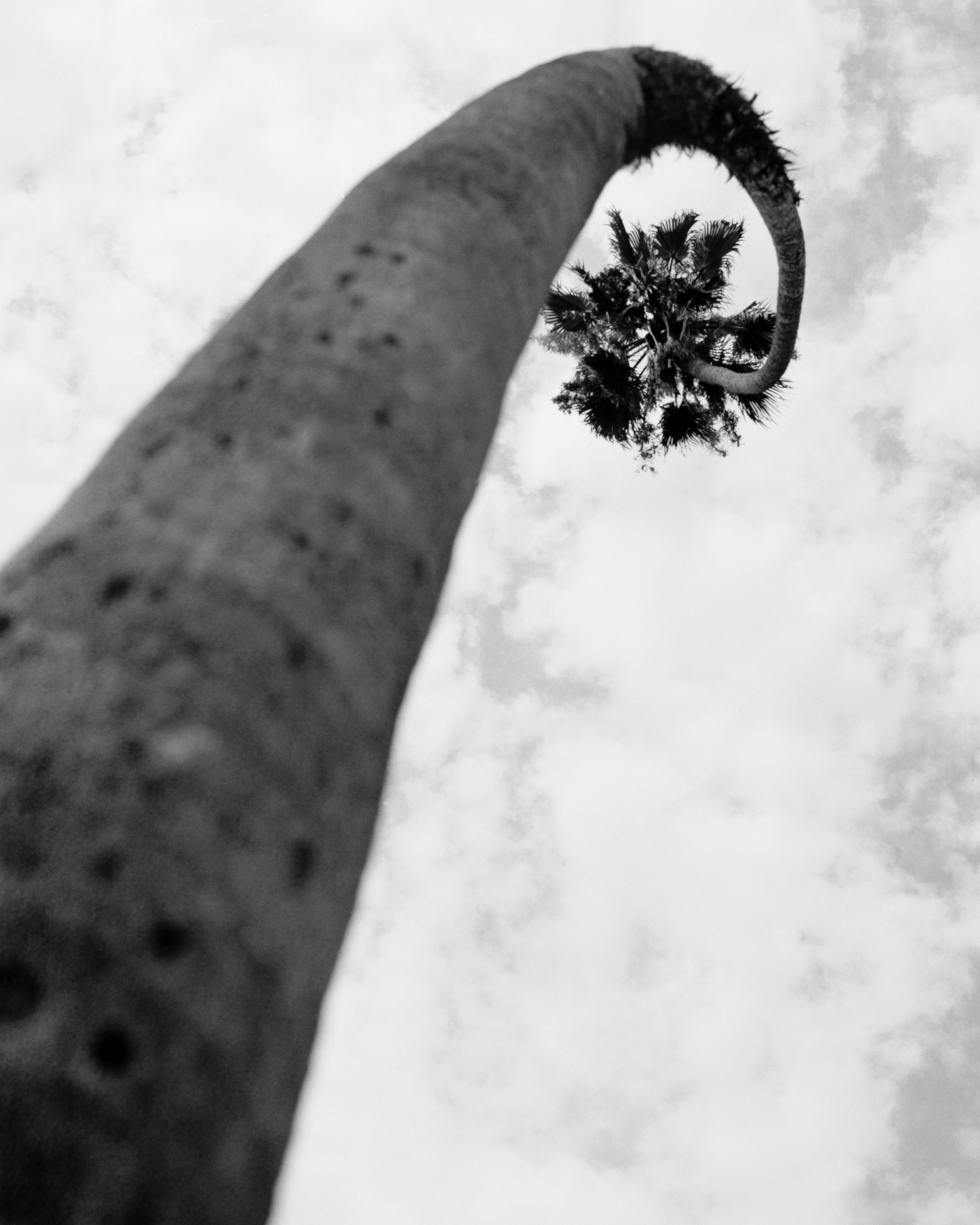 JoseCardoza_0016_Elysian Palm Angle 3_sub20.jpg