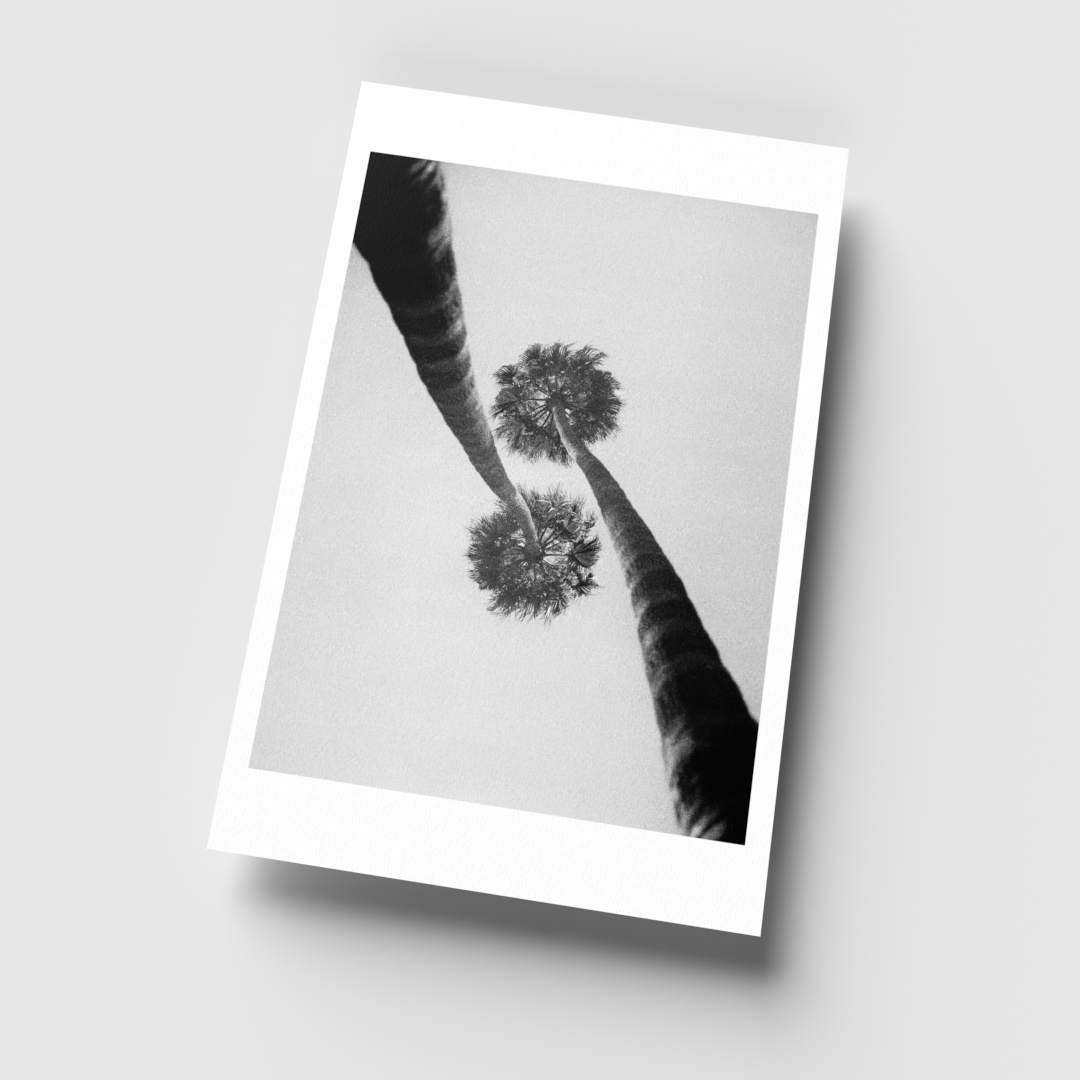 Double Exposure Palm #2