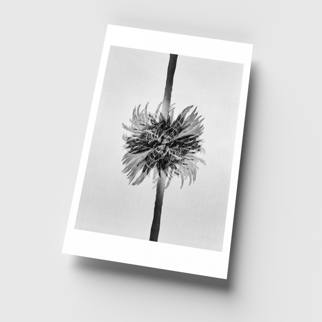 Double Exposure Palm #4