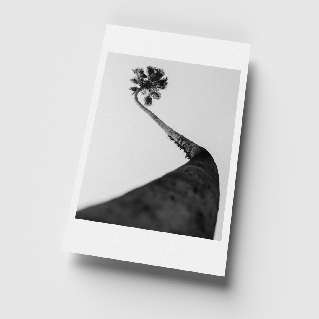 Elysian Palm Angle 1