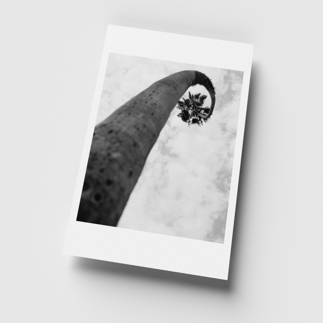 Elysian Palm Angle 3