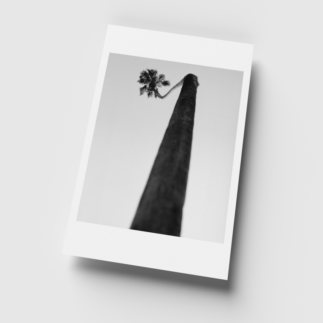 Elysian Palm Angle 2