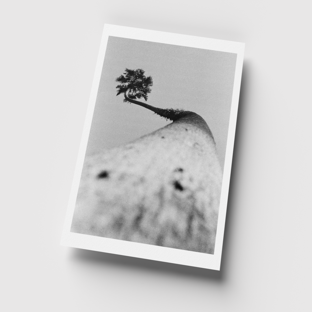 Elysian Palm Angle 4