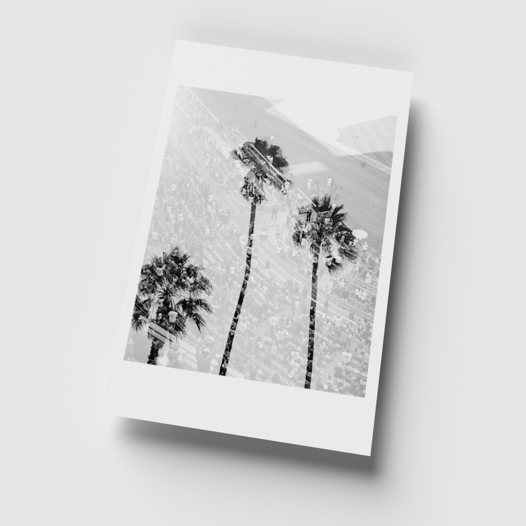 Dodger Palms
