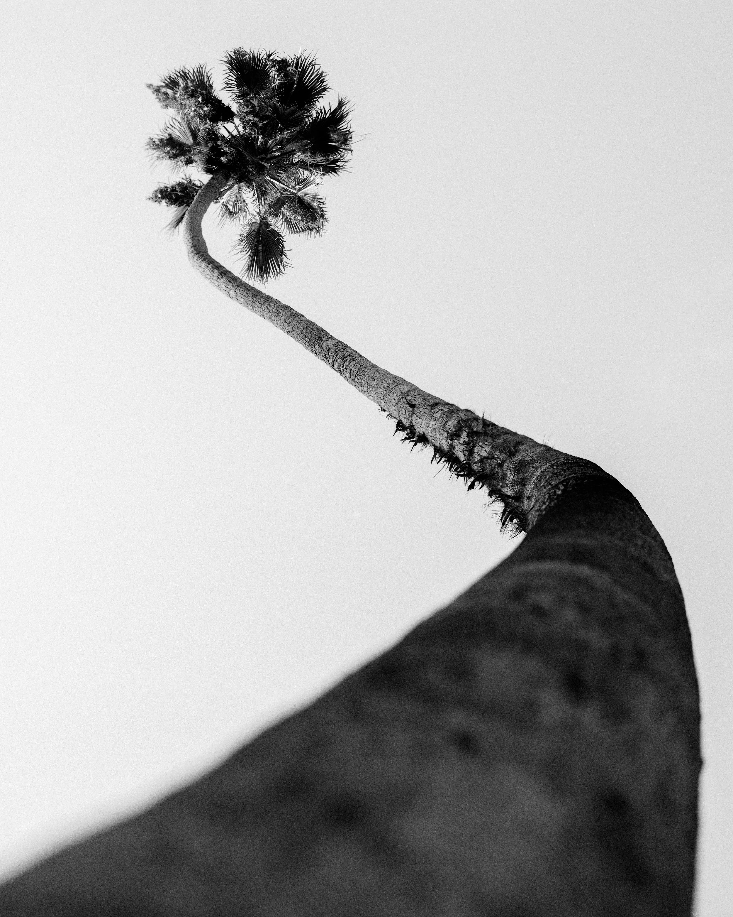 JoseCardoza_0014_Elysian Palm Angle 1_sub20.jpg