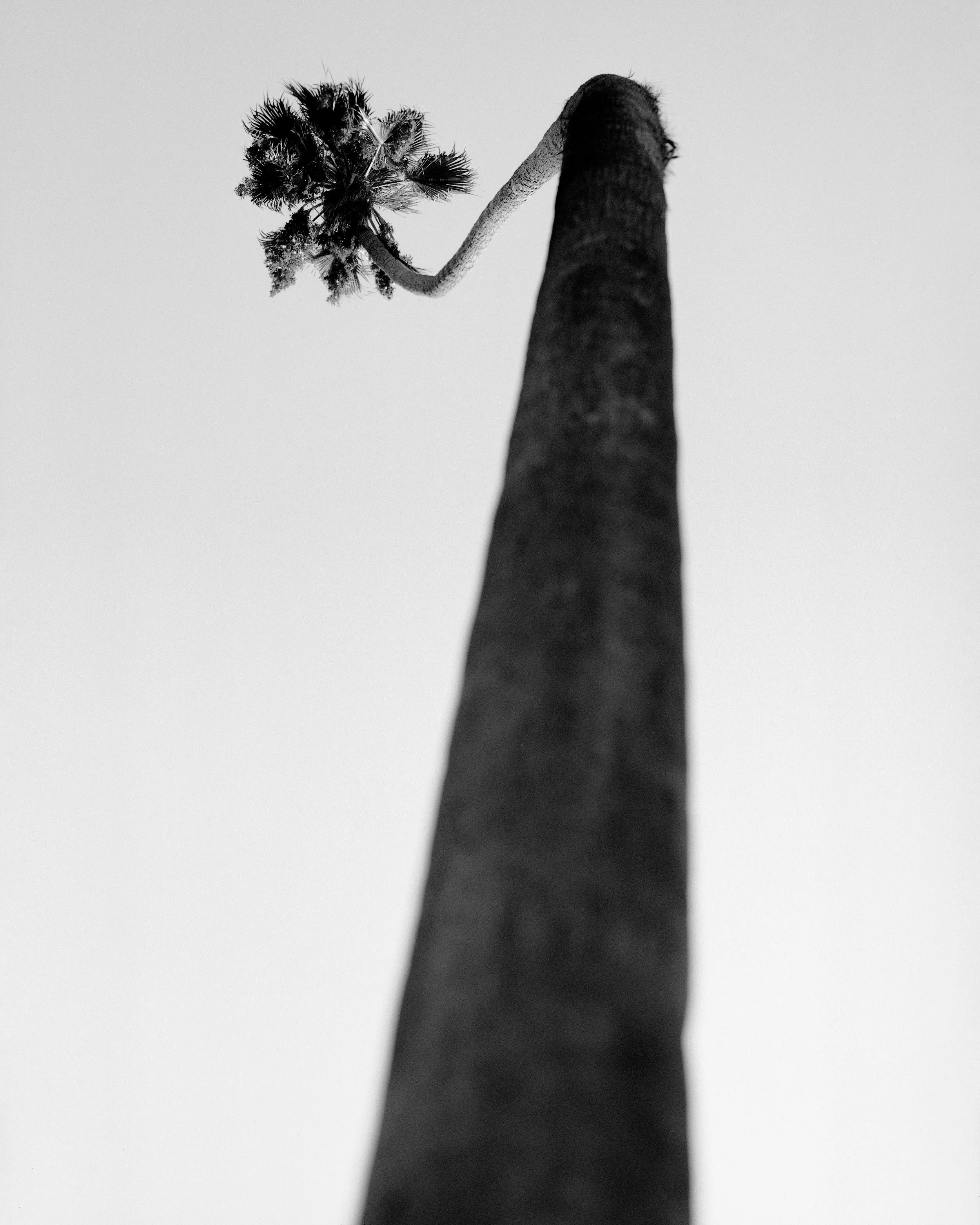 JoseCardoza_0015_Elysian Palm Angle 2_sub20.jpg